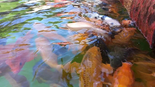 Der Schöne Rote Goldfisch Schwimmt Teich — Stockfoto