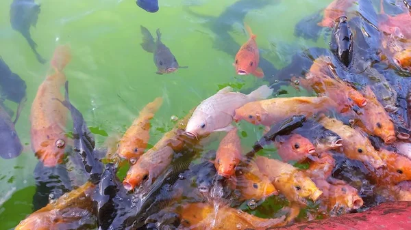 Prachtige Rode Goudvis Die Vijver Zwemt — Stockfoto
