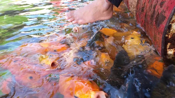 Belo Peixinho Vermelho Nadando Lagoa — Fotografia de Stock