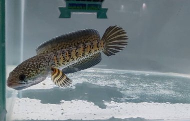 Channa Auranti yılan başlı balık. Çok güzel ve egzotik desenli yılan başlı yırtıcı bir balık 
