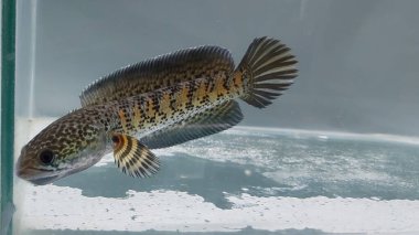 Channa Auranti yılan başlı balık. Çok güzel ve egzotik desenli yılan başlı yırtıcı bir balık 