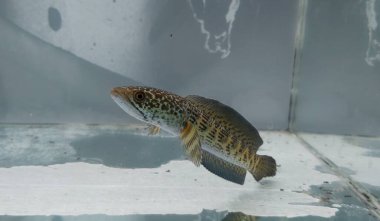 Channa Auranti yılan başlı balık. Çok güzel ve egzotik desenli yılan başlı yırtıcı bir balık 