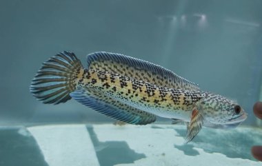 Channa Auranti yılan başlı balık. Çok güzel ve egzotik desenli yılan başlı yırtıcı bir balık 