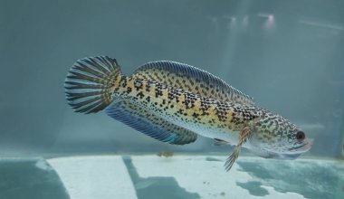 Channa Auranti yılan başlı balık. Çok güzel ve egzotik desenli yılan başlı yırtıcı bir balık 