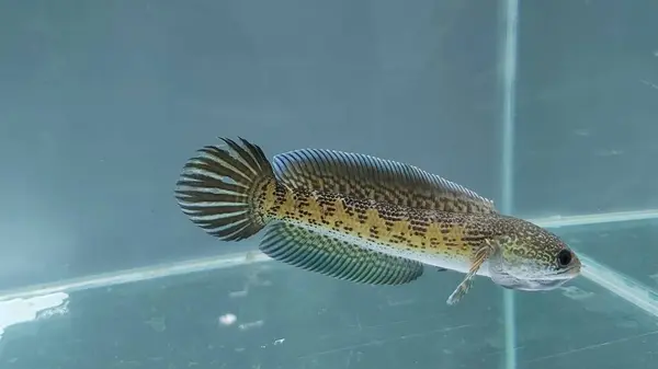 Channa Auranti snakehead fish. a predatory fish with a very beautiful and exotic patterned snake head \