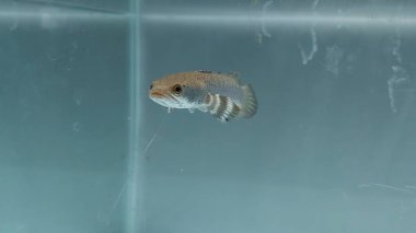 Channa Blue pulchra balığının gün boyunca temiz bir akvaryumdaki tatlı sudaki yerini al, Yılan Kafalı Balık Avcısı.