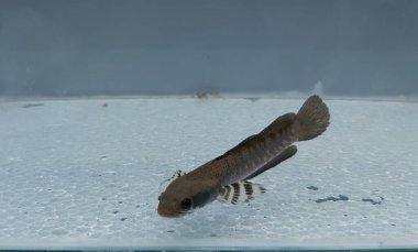 Channa Blue pulchra balığının gün boyunca temiz bir akvaryumdaki tatlı sudaki yerini al, Yılan Kafalı Balık Avcısı.