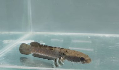 Channa Blue pulchra balığının gün boyunca temiz bir akvaryumdaki tatlı sudaki yerini al, Yılan Kafalı Balık Avcısı.