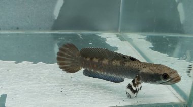 Channa Blue pulchra balığının gün boyunca temiz bir akvaryumdaki tatlı sudaki yerini al, Yılan Kafalı Balık Avcısı.