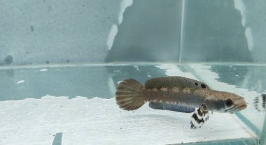 Channa Blue pulchra balığının gün boyunca temiz bir akvaryumdaki tatlı sudaki yerini al, Yılan Kafalı Balık Avcısı.