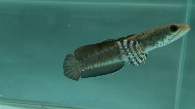 Channa Blue pulchra balığının gün boyunca temiz bir akvaryumdaki tatlı sudaki yerini al, Yılan Kafalı Balık Avcısı.