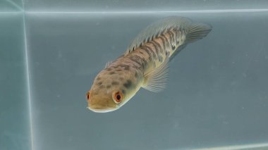 Channa Maru Yellow Sentarum, Endonezya 'nın başkenti Kalimantan' da bulunan bir tatlı su balık türüdür..