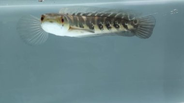Channa Maru Yellow Sentarum, Endonezya 'nın başkenti Kalimantan' da bulunan bir tatlı su balık türüdür..