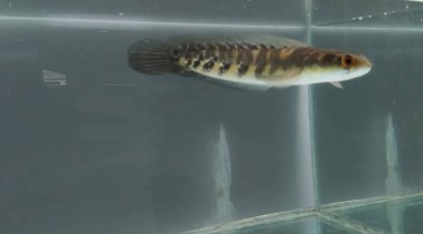 Channa Maru Yellow Sentarum, Endonezya 'nın başkenti Kalimantan' da bulunan bir tatlı su balık türüdür..