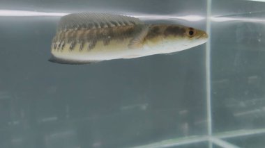 Channa Maru Yellow Sentarum, Endonezya 'nın başkenti Kalimantan' da bulunan bir tatlı su balık türüdür..