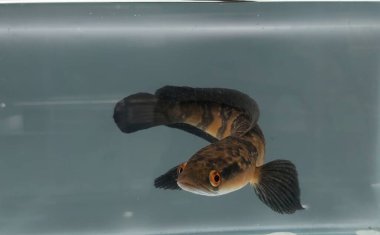 Channa Maru Yellow Sentarum, Endonezya 'nın başkenti Kalimantan' da bulunan bir tatlı su balık türüdür..