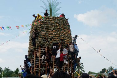 Banjarmasin, Endonezya - 20 Kasım 2023: Mekarsari, Barito Kuala 'da ananas festivali. Egzotik tropikal meyve. Endonezyalılar buna nanas diyor.