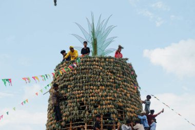 Banjarmasin, Endonezya - 20 Kasım 2023: Mekarsari, Barito Kuala 'da ananas festivali. Egzotik tropikal meyve. Endonezyalılar buna nanas diyor.