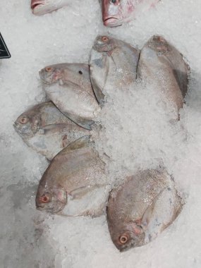 Süpermarkette buzda taze Altın Pomfret. Deniz ürünleri bölümünde tam balık satılıyor. Yakın çekim; seçici odaklanma. Donmuş buz yatağından bulutlu gözler.
