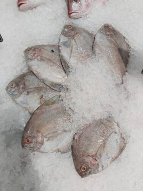 Süpermarkette buzda taze Altın Pomfret. Deniz ürünleri bölümünde tam balık satılıyor. Yakın çekim; seçici odaklanma. Donmuş buz yatağından bulutlu gözler.