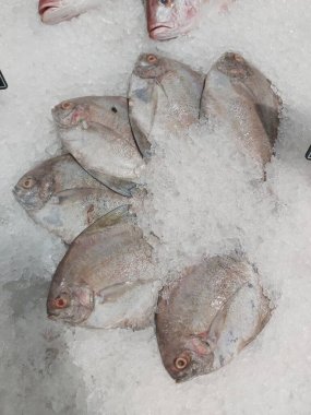 Süpermarkette buzda taze Altın Pomfret. Deniz ürünleri bölümünde tam balık satılıyor. Yakın çekim; seçici odaklanma. Donmuş buz yatağından bulutlu gözler.
