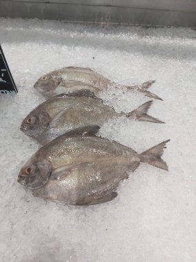 Süpermarkette buzda taze Altın Pomfret. Deniz ürünleri bölümünde tam balık satılıyor. Yakın çekim; seçici odaklanma. Donmuş buz yatağından bulutlu gözler.
