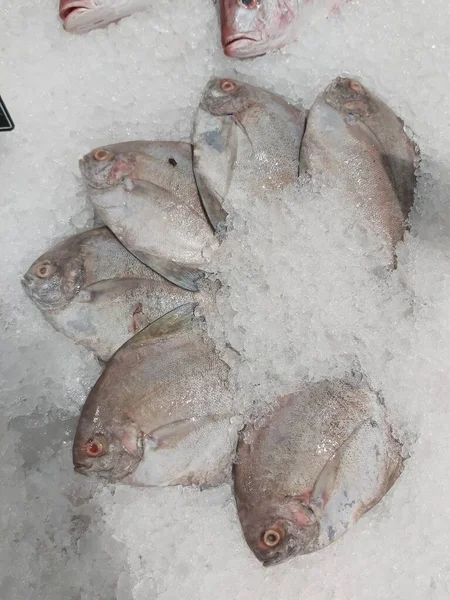 Süpermarkette buzda taze Altın Pomfret. Deniz ürünleri bölümünde tam balık satılıyor. Yakın çekim; seçici odaklanma. Donmuş buz yatağından bulutlu gözler.
