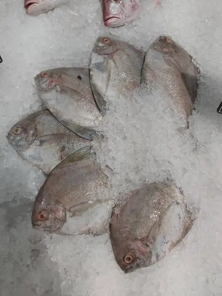 Süpermarkette buzda taze Altın Pomfret. Deniz ürünleri bölümünde tam balık satılıyor. Yakın çekim; seçici odaklanma. Donmuş buz yatağından bulutlu gözler.
