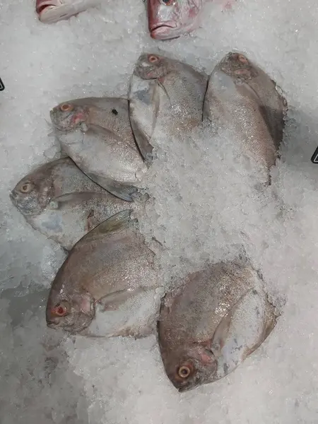 Süpermarkette buzda taze Altın Pomfret. Deniz ürünleri bölümünde tam balık satılıyor. Yakın çekim; seçici odaklanma. Donmuş buz yatağından bulutlu gözler.