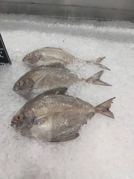 Süpermarkette buzda taze Altın Pomfret. Deniz ürünleri bölümünde tam balık satılıyor. Yakın çekim; seçici odaklanma. Donmuş buz yatağından bulutlu gözler.