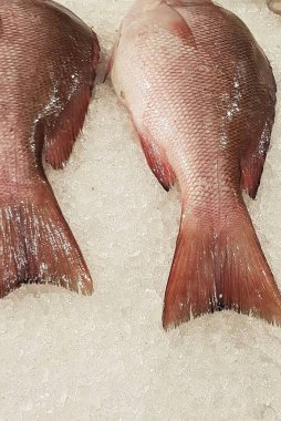 Süpermarkette buzda taze kırmızı levrek. Deniz ürünleri bölümünde tam balık satılıyor. Yakın çekim; seçici odaklanma. Donmuş buz yatağından bulutlu gözler.