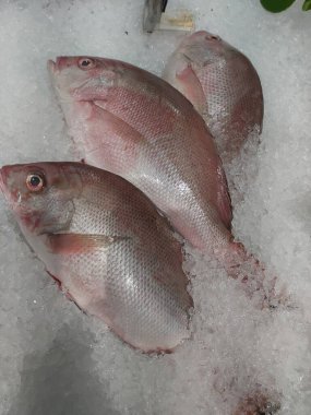 Süpermarkette buzda taze kırmızı levrek. Deniz ürünleri bölümünde tam balık satılıyor. Yakın çekim; seçici odaklanma. Donmuş buz yatağından bulutlu gözler.