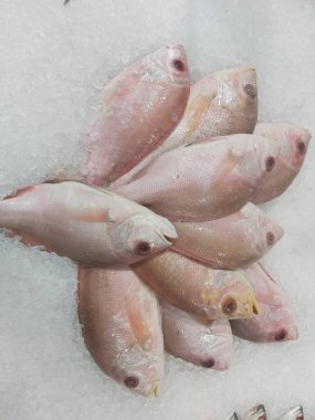 Süpermarkette buzda taze kırmızı levrek. Deniz ürünleri bölümünde tam balık satılıyor. Yakın çekim; seçici odaklanma. Donmuş buz yatağından bulutlu gözler.