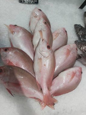 Süpermarkette buzda taze kırmızı levrek. Deniz ürünleri bölümünde tam balık satılıyor. Yakın çekim; seçici odaklanma. Donmuş buz yatağından bulutlu gözler.