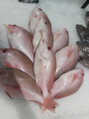 Süpermarkette buzda taze kırmızı levrek. Deniz ürünleri bölümünde tam balık satılıyor. Yakın çekim; seçici odaklanma. Donmuş buz yatağından bulutlu gözler.