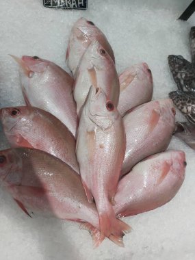 Süpermarkette buzda taze kırmızı levrek. Deniz ürünleri bölümünde tam balık satılıyor. Yakın çekim; seçici odaklanma. Donmuş buz yatağından bulutlu gözler.