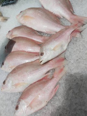 Süpermarkette buzda taze kırmızı levrek. Deniz ürünleri bölümünde tam balık satılıyor. Yakın çekim; seçici odaklanma. Donmuş buz yatağından bulutlu gözler.