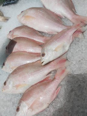 Süpermarkette buzda taze kırmızı levrek. Deniz ürünleri bölümünde tam balık satılıyor. Yakın çekim; seçici odaklanma. Donmuş buz yatağından bulutlu gözler.