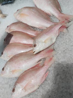 Süpermarkette buzda taze kırmızı levrek. Deniz ürünleri bölümünde tam balık satılıyor. Yakın çekim; seçici odaklanma. Donmuş buz yatağından bulutlu gözler.