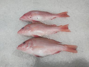 Süpermarkette buzda taze kırmızı levrek. Deniz ürünleri bölümünde tam balık satılıyor. Yakın çekim; seçici odaklanma. Donmuş buz yatağından bulutlu gözler.