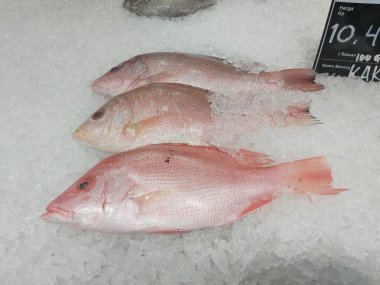 Süpermarkette buzda taze kırmızı levrek. Deniz ürünleri bölümünde tam balık satılıyor. Yakın çekim; seçici odaklanma. Donmuş buz yatağından bulutlu gözler.