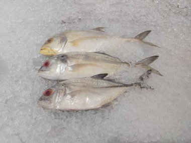 Süpermarkette dondurulmuş taze pompano. Deniz ürünleri bölümünde tam balık satılıyor. Yakın çekim; seçici odaklanma. Donmuş buz yatağından bulutlu gözler.