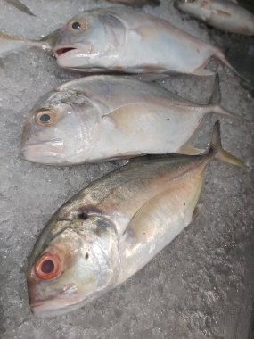 Süpermarkette dondurulmuş taze pompano. Deniz ürünleri bölümünde tam balık satılıyor. Yakın çekim; seçici odaklanma. Donmuş buz yatağından bulutlu gözler.