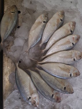 Süpermarkette dondurulmuş taze pompano. Deniz ürünleri bölümünde tam balık satılıyor. Yakın çekim; seçici odaklanma. Donmuş buz yatağından bulutlu gözler.