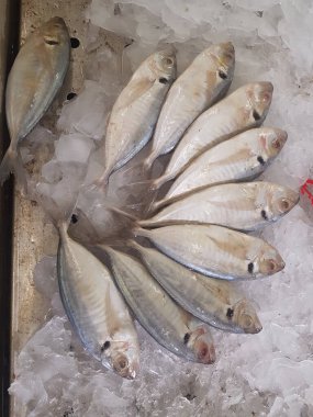 Süpermarkette dondurulmuş taze pompano. Deniz ürünleri bölümünde tam balık satılıyor. Yakın çekim; seçici odaklanma. Donmuş buz yatağından bulutlu gözler.