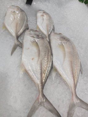 Süpermarkette dondurulmuş taze pompano. Deniz ürünleri bölümünde tam balık satılıyor. Yakın çekim; seçici odaklanma. Donmuş buz yatağından bulutlu gözler.