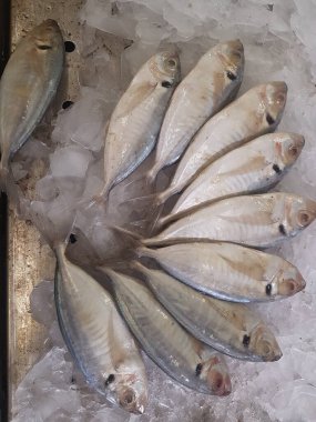 Süpermarkette dondurulmuş taze pompano. Deniz ürünleri bölümünde tam balık satılıyor. Yakın çekim; seçici odaklanma. Donmuş buz yatağından bulutlu gözler.