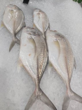 Süpermarkette dondurulmuş taze pompano. Deniz ürünleri bölümünde tam balık satılıyor. Yakın çekim; seçici odaklanma. Donmuş buz yatağından bulutlu gözler.
