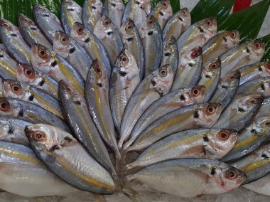 Süpermarkette dondurulmuş taze pompano. Deniz ürünleri bölümünde tam balık satılıyor. Yakın çekim; seçici odaklanma. Donmuş buz yatağından bulutlu gözler.