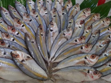 Süpermarkette dondurulmuş taze pompano. Deniz ürünleri bölümünde tam balık satılıyor. Yakın çekim; seçici odaklanma. Donmuş buz yatağından bulutlu gözler.